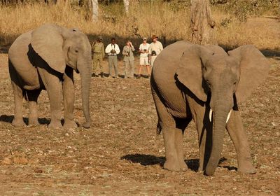 Walking with Elephant